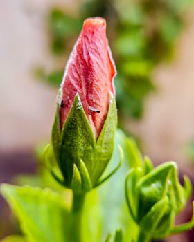 Isolated, close-up image with blur background of a red hibiuscus flower bud.