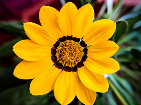 Isolated, close-up image of  yellow & brown petals  of Gazania flower with yellow center.