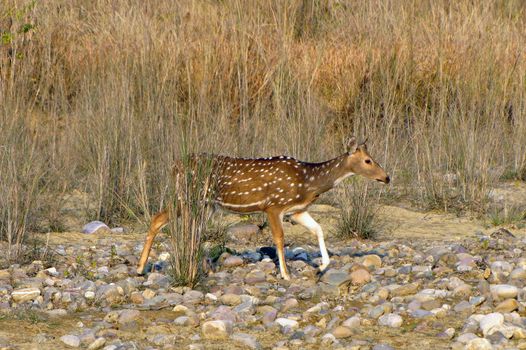 A spotted deer is moving on rocks and waterbody in search of water. Location Jim Corbette national park, Nainital, India.