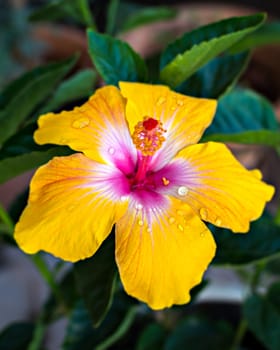 Isolated, close-up image of yellow & pink petals of Hibiscus flower with water droplets with yellow center.