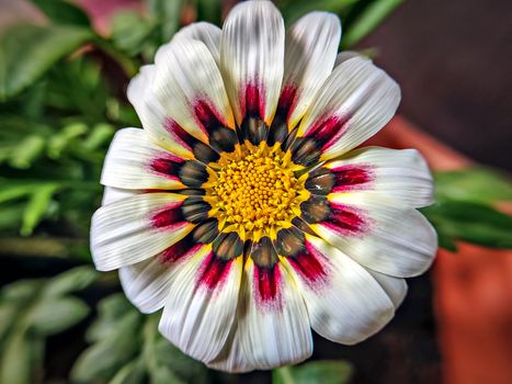 Isolated, close-up image of white & pink petals of Gazania flower with yellow center.