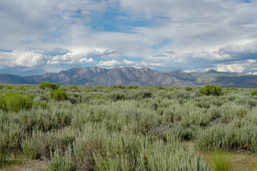 Long valley next the Lake Crowley, Mono County, California. USA. Green wetland with mountain on the background during clouded summer.