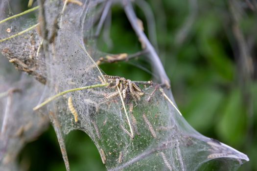 Nesting web of ermine moth caterpillars, yponomeutidae, hanging from the branches of a tree