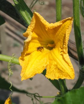 honey bee insect on a courgette flower (aka zucchini flower) fetching pollen