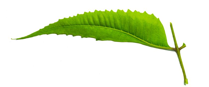 neem leaf with white background