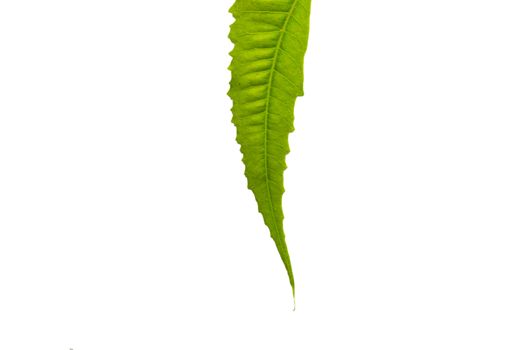 organic neem leaf on white background