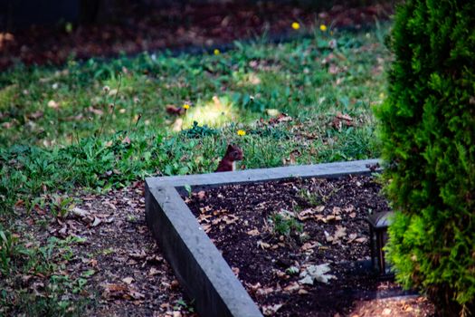 brown squirrel foraging for the winter supply