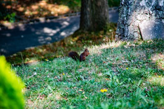 brown squirrel foraging for the winter supply