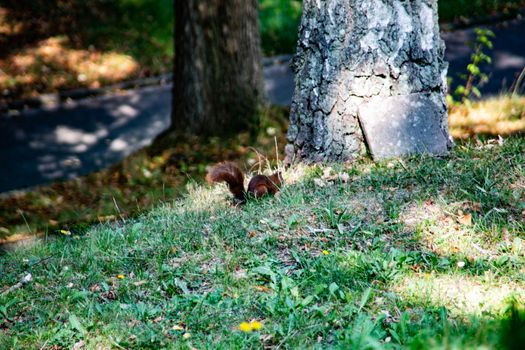 brown squirrel foraging for the winter supply