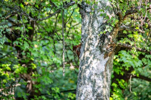 brown squirrel foraging for the winter supply