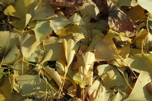 Ginkgo golden leaves on a grey color ground in autumn season. Autumn background