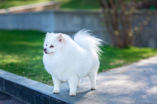 White small pomeranian spitz sitting on the lawn outdoor in the park