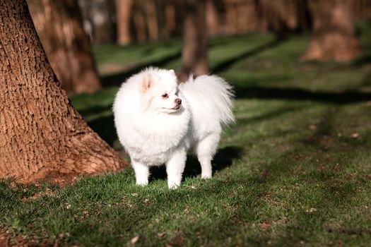 White small pomeranian spitz sitting on the lawn outdoor in the park