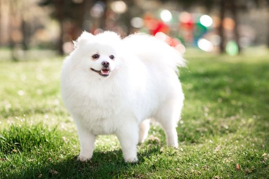 White small pomeranian spitz sitting on the lawn outdoor in the park