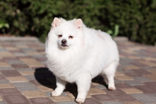 White small pomeranian spitz sitting on the lawn outdoor in the park