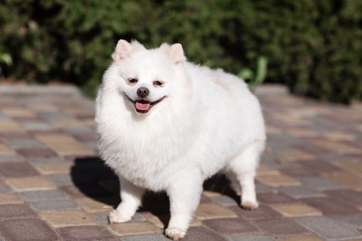 White small pomeranian spitz sitting on the lawn outdoor in the park