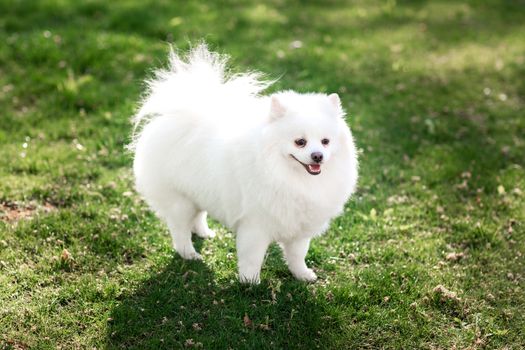 White small pomeranian spitz sitting on the lawn outdoor in the park