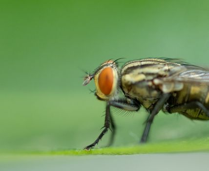 outdoors insect of housefly sitting on oleander leaf