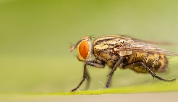 detail of housefly insect on the leaf