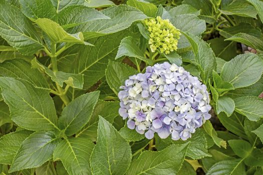 close up hydrangea flower and green leaves