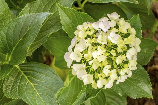 close up hydrangea flower and green leaves