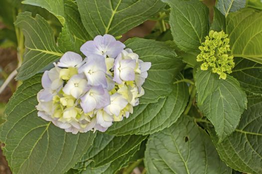 close up hydrangea flower and green leaves