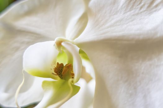 close up white orchid flower