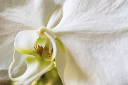close up white orchid flower