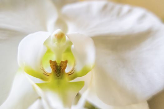 close up white orchid flower