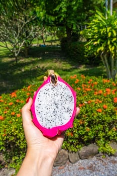 The girl holds in her hand a ripe cut dragon fruit on a background of a tropical garden. First-person view. Vitamins, fruits, healthy foods.