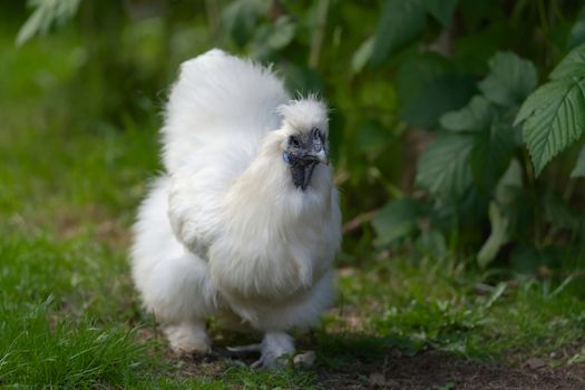1 - Bright white and fluffy pet silkie bantam chicken walks towards camera.