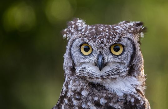 one owl in the forest with green blur background