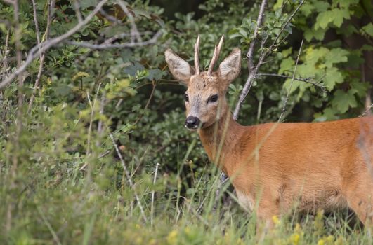 Baby deer standing in the meadow in dutch nature