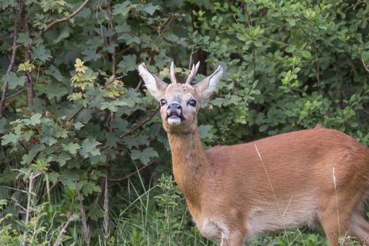 Baby deer standing in the meadow in dutch nature