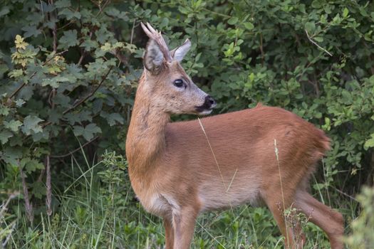 Baby deer standing in the meadow in dutch nature