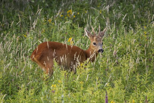Baby deer standing in the meadow in dutch nature