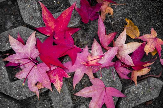 Fall, autumn leaves in beautiful pinks and reds colors.