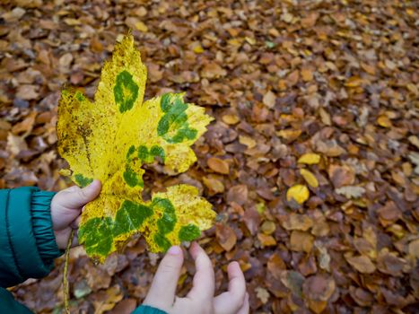 Beautiful green yellow leaves in the hands of a children. Fall season.