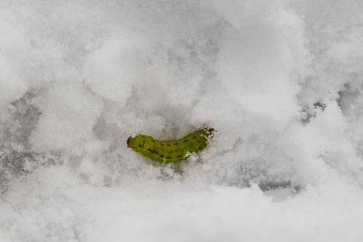 Green caterpillar buried in the snow.