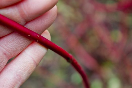 Natural red dogwood tree. Branch shown in a hand, Germany.