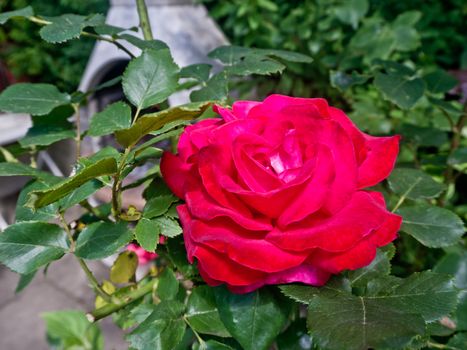 Beautiful red or pink rose in the garden.