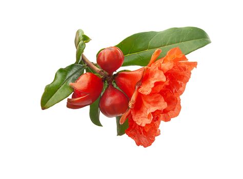 Close-up view of blossoming pomegranate branch on the white