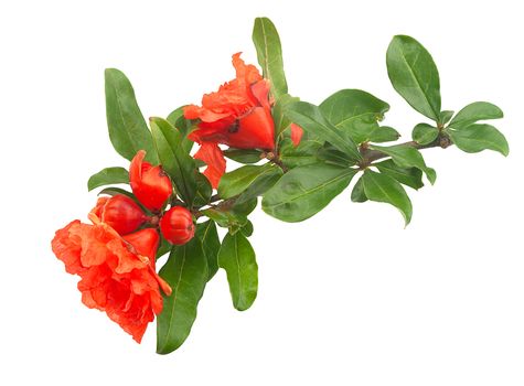 Close-up view of blossoming pomegranate branch on the white