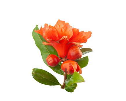 Close-up view of blossoming pomegranate branch on the white