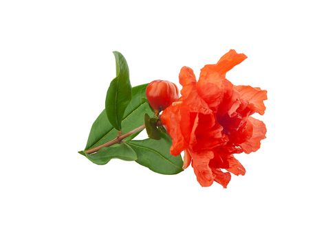 Close-up view of blossoming pomegranate branch on the white