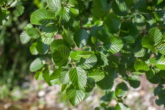 Branch of the elm with green leaves