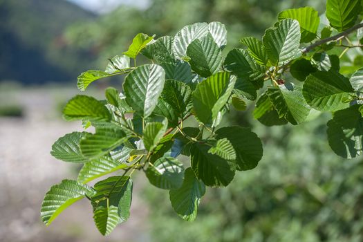 Branch of the elm with green leaves