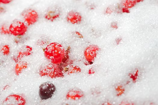 Close up macro shot of white granulated sugar sparkling and covering redcurrants and one black currant.