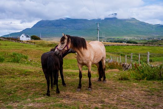 Two horses in a horse farm in a green valley nuzzle each other.