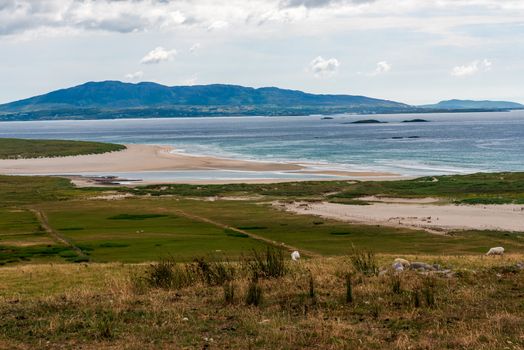 Sheep are grazing on a farm on the coast of Ireland with mountains in the background.